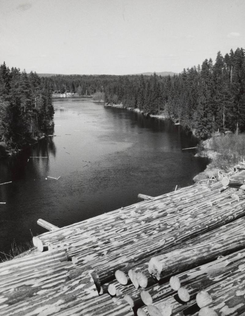 Dalarna: Timmer på stranden av Dalälven