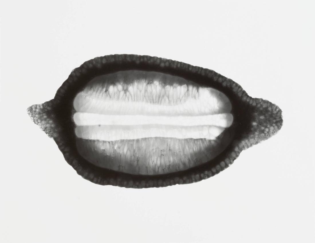 Un Citron, No 5