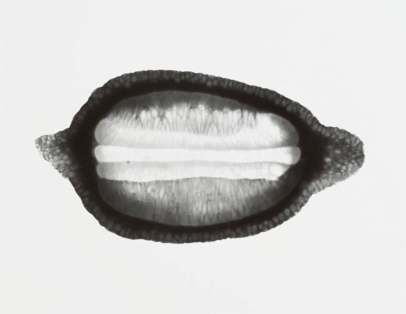 Un Citron, No 5