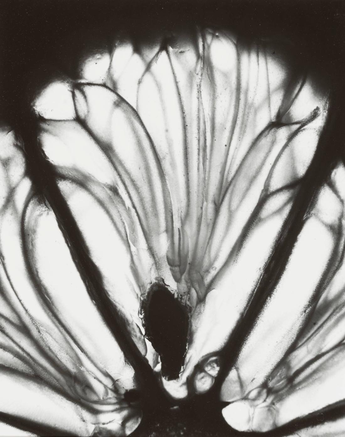 Un Citron, No 11