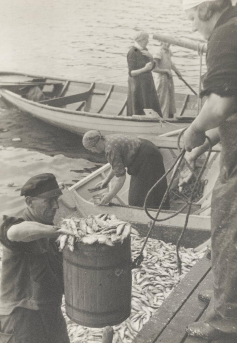 Nattens fångst