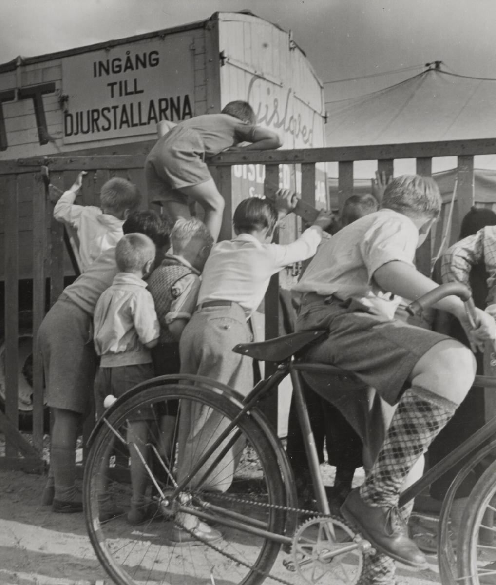 Cirkus