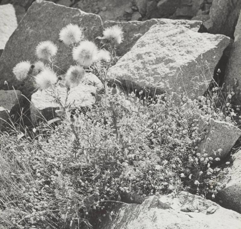 Stenbrottets blommor, Hasselösund