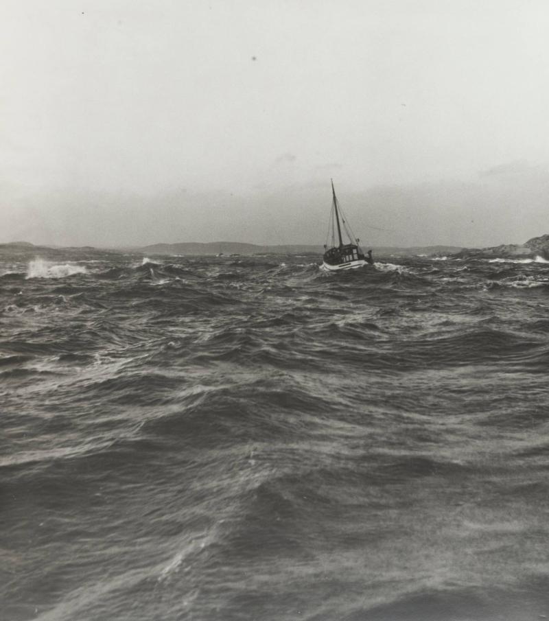 Trålfiske 8