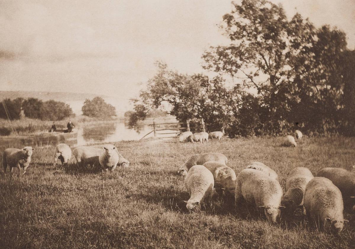 Study of Sheep. From the book Sun Artists av W Arthur Boord, New York, 1891