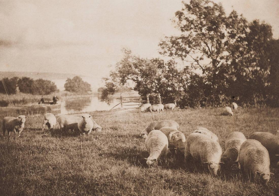 Study of Sheep. From the book Sun Artists av W Arthur Boord, New York, 1891
