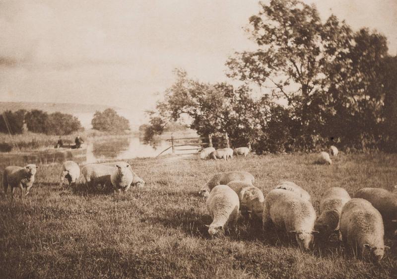 Study of Sheep. From the book Sun Artists av W Arthur Boord, New York, 1891