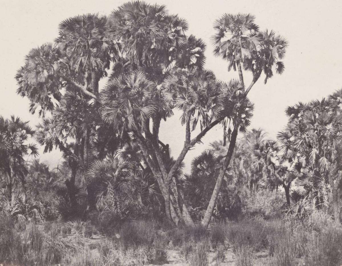 Haute Égypte.  Palmiers Doums (Planche 22). Ur boken Egypt, Nubia, Palestine, and Syria: photographic pictures collected during the years 1849, 1850, and 1851.  Part 13