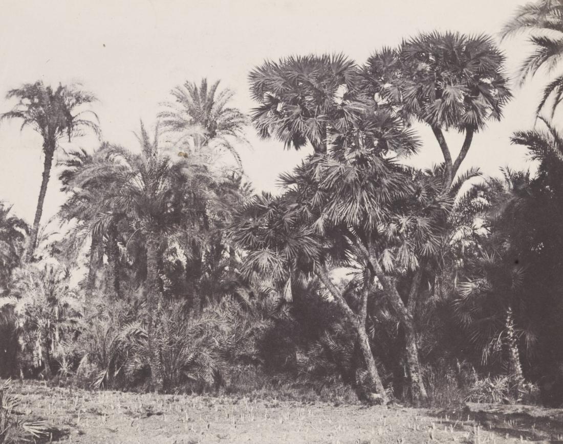 Haute Égypte.  Bois de Dattiers et de Palmiers Doums (Plance 23). Ur boken Egypt, Nubia, Palestine, and Syria: photographic pictures collected during the years 1849, 1850, and 1851.  Part 13