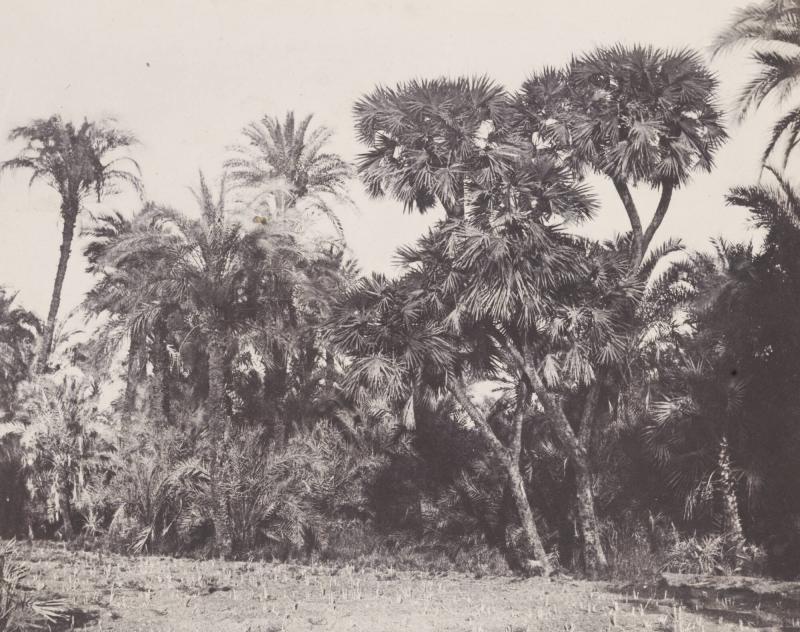 Haute Égypte.  Bois de Dattiers et de Palmiers Doums (Plance 23). Ur boken Egypt, Nubia, Palestine, and Syria: photographic pictures collected during the years 1849, 1850, and 1851.  Part 13