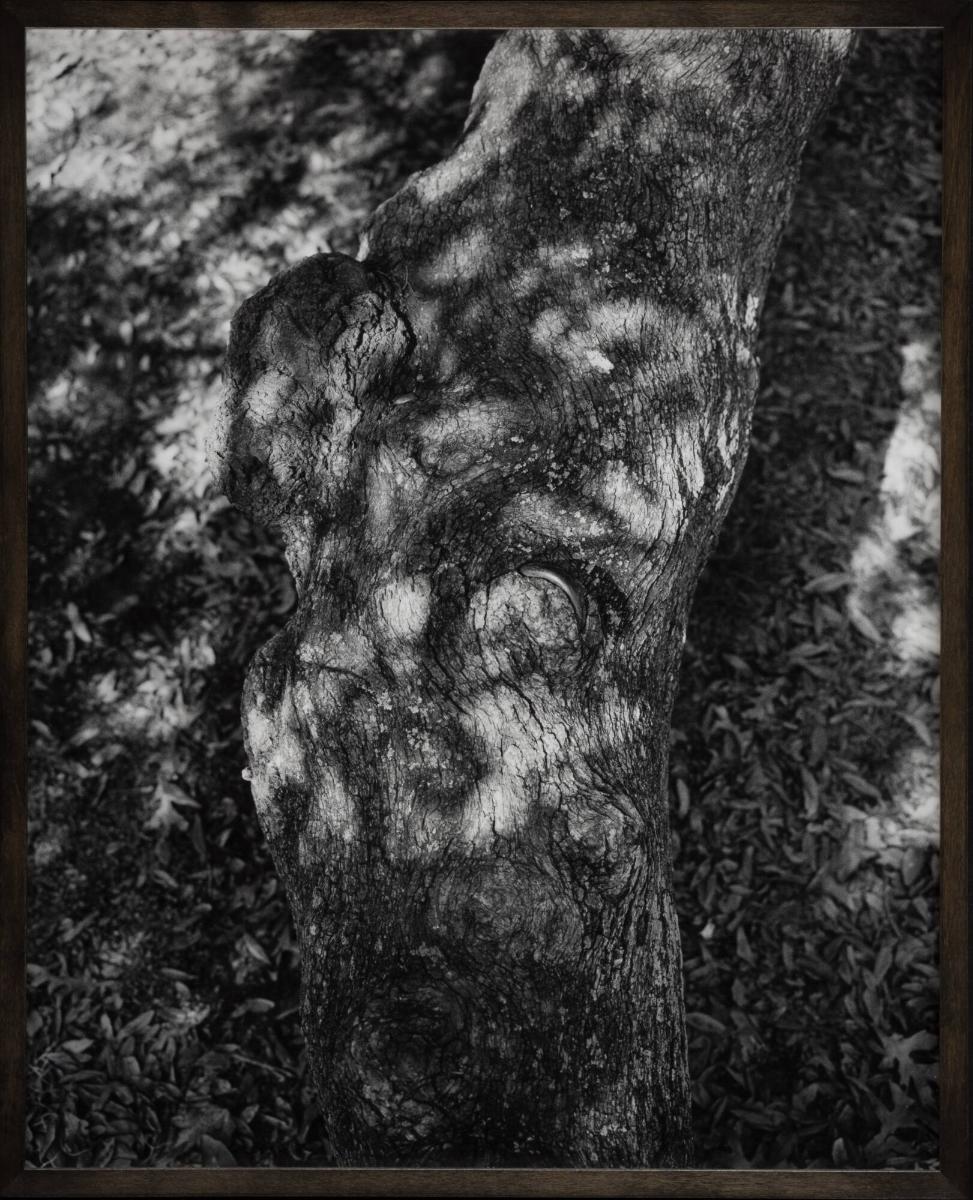 Untitled (Tree Ring). From the series 08-18 (Past Perfect)