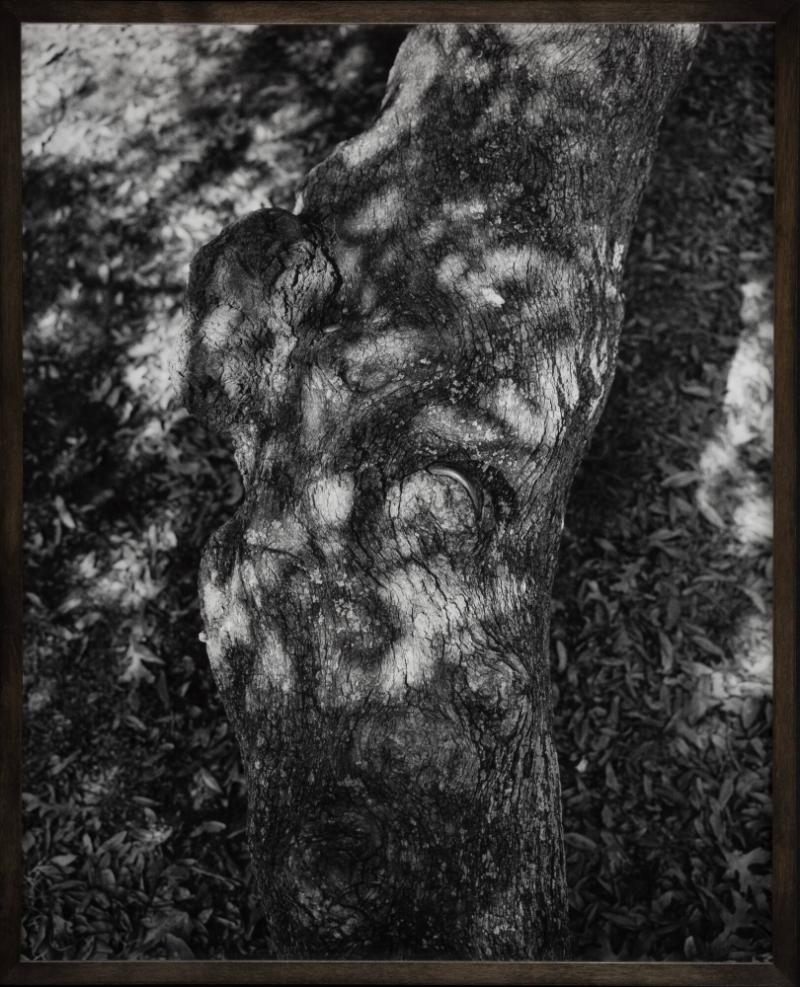 Untitled (Tree Ring). From the series 08-18 (Past Perfect)
