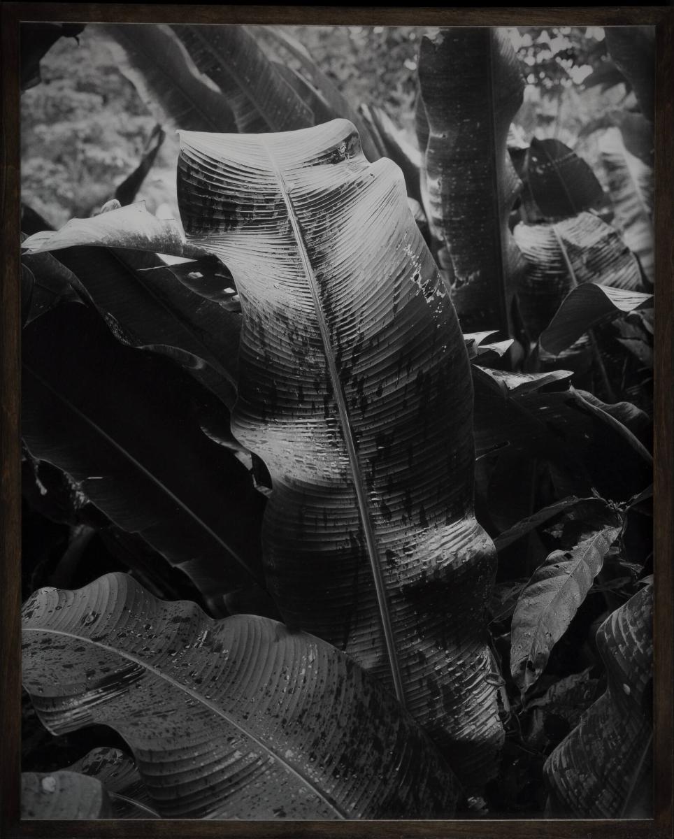 Untitled (Tobago Leaves). From the series 08-18 (Past Perfect)