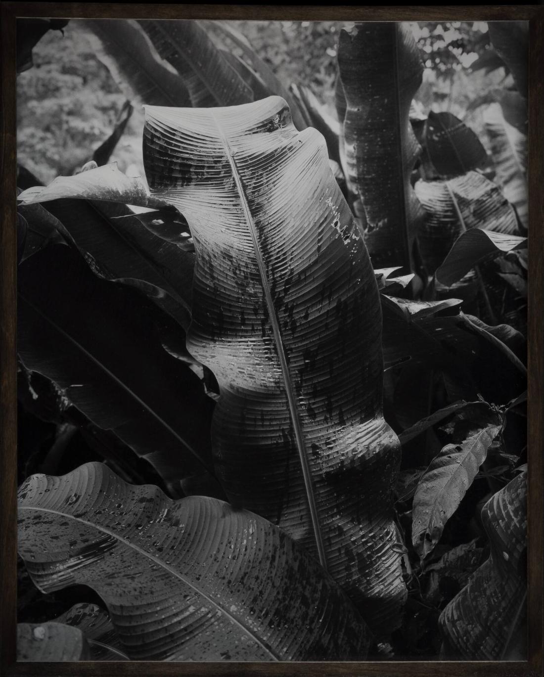 Untitled (Tobago Leaves). From the series 08-18 (Past Perfect)