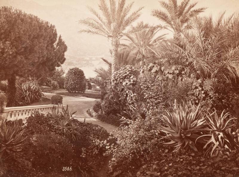 3586. Montecarlo les Palmiers