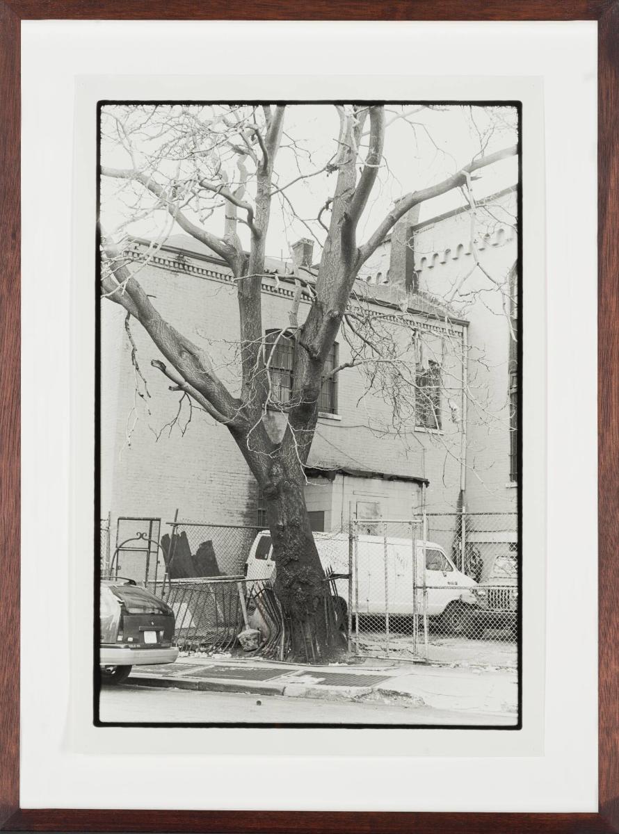 Tree + Fence, S. 3rd St. 1998