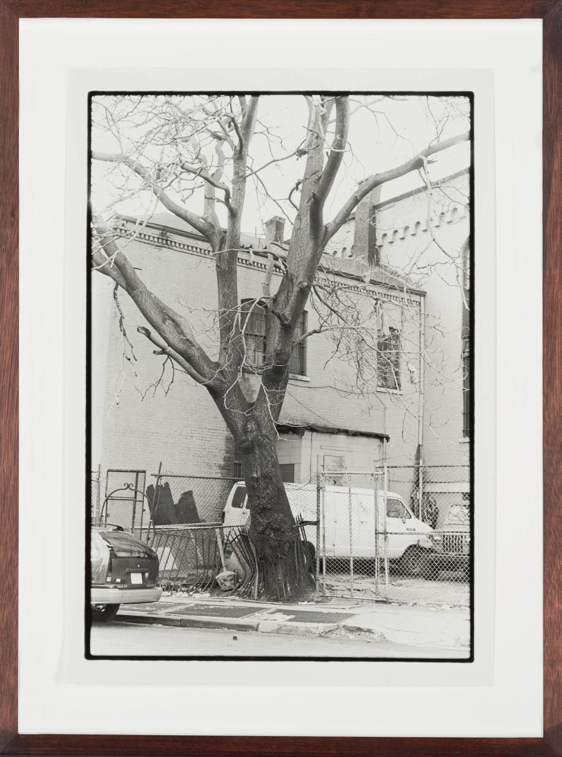 Tree + Fence, S. 3rd St. 1998
