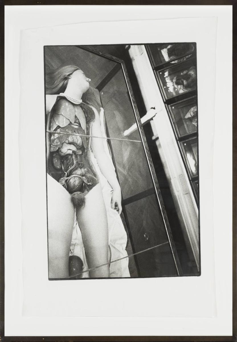 Wax Anatomical Model, partial view from above