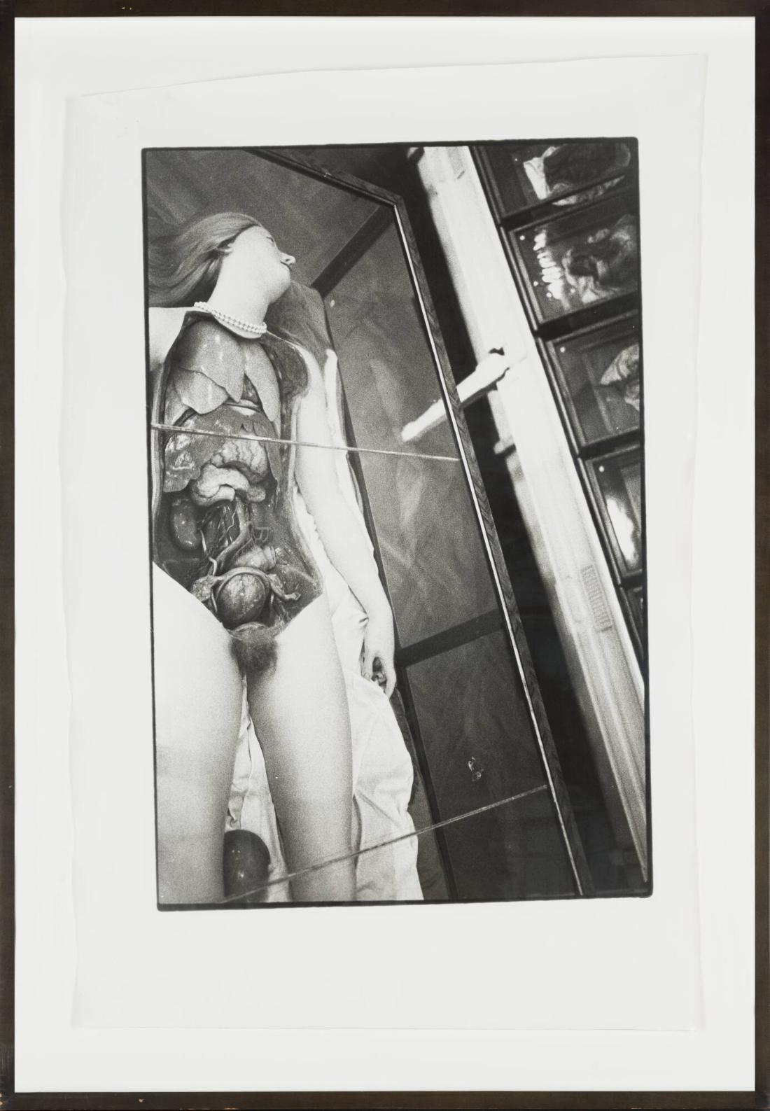 Wax Anatomical Model, partial view from above