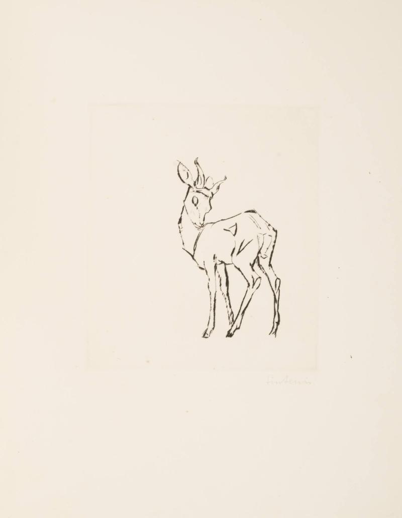 Bock (antilopdjur)