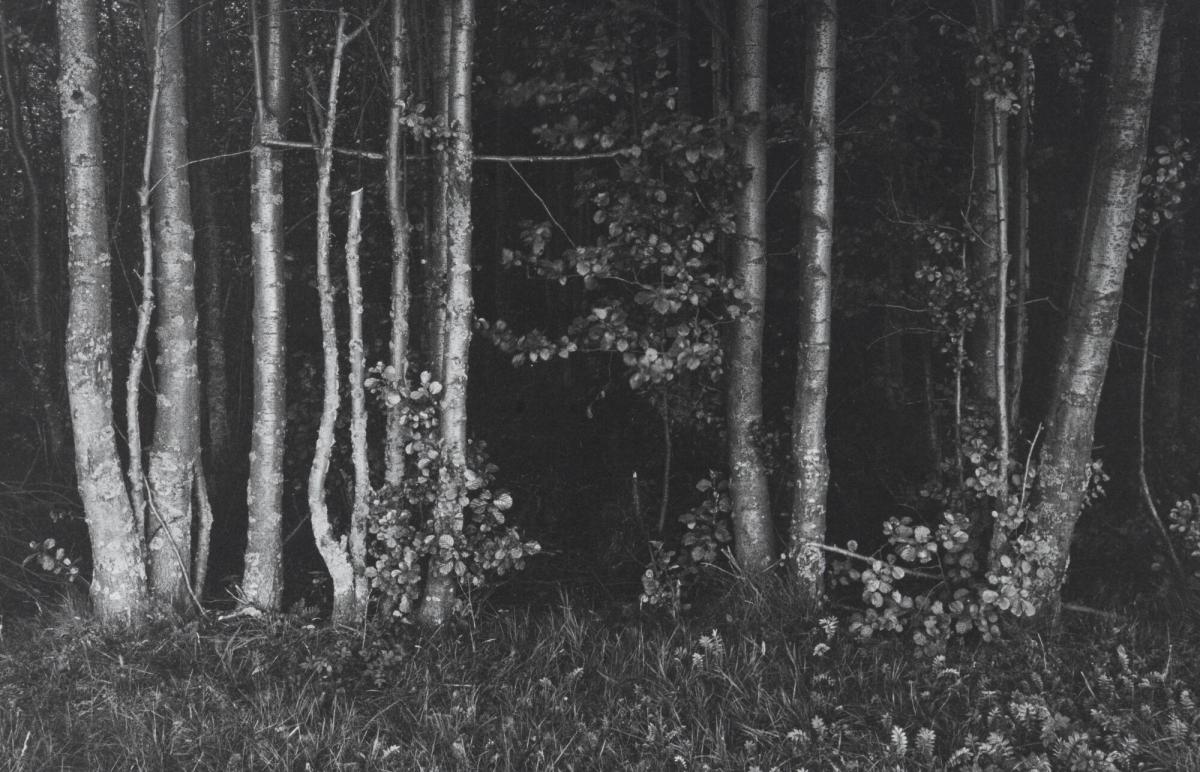 Alar - strandskog - i kvällning, Nässjo, Östergötland