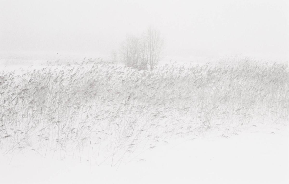 Fjolårsvass i dimma