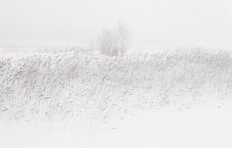 Fjolårsvass i dimma