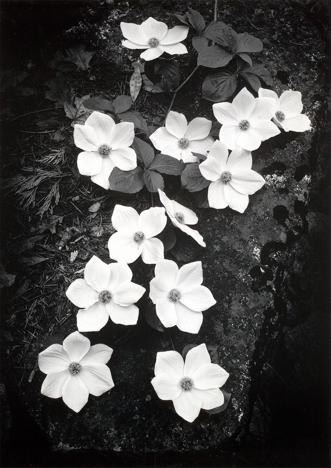 Dogwood