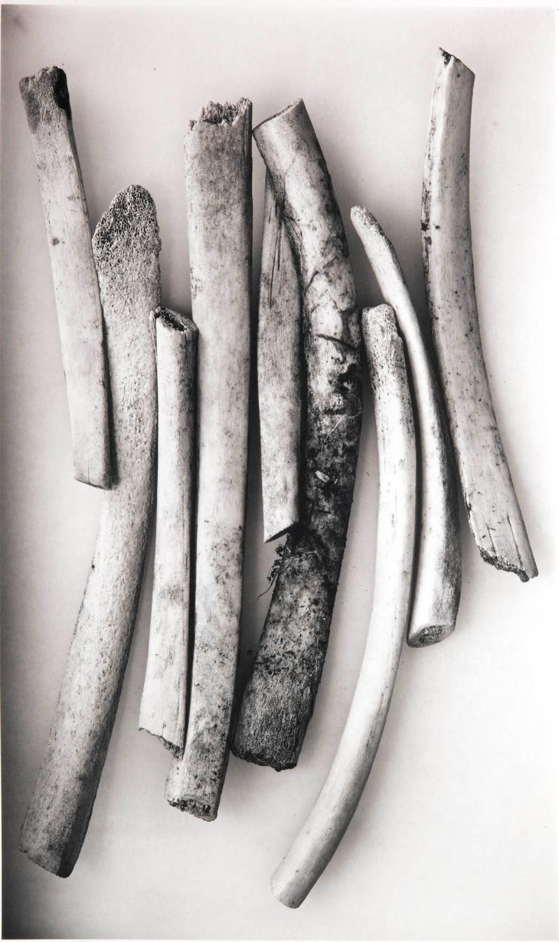 Bird Bones (Sweden)