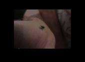 David Wojnarowicz. Marion Scemama. What is this Little Guy’s Job. Ur Collaborative Film Collect ...