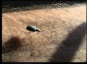 David Wojnarowicz. Marion Scemama. What is this Little Guy’s Job. Ur Collaborative Film Collect ...