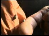 David Wojnarowicz. Marion Scemama. What is this Little Guy’s Job. Ur Collaborative Film Collect ...