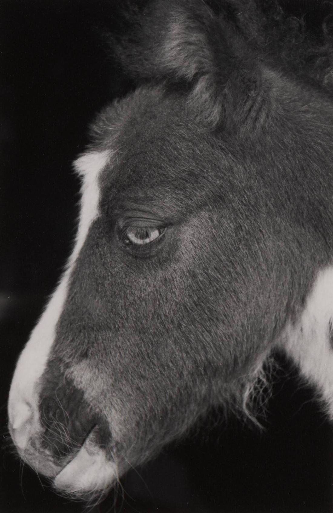 1981. Ur serien 135-36