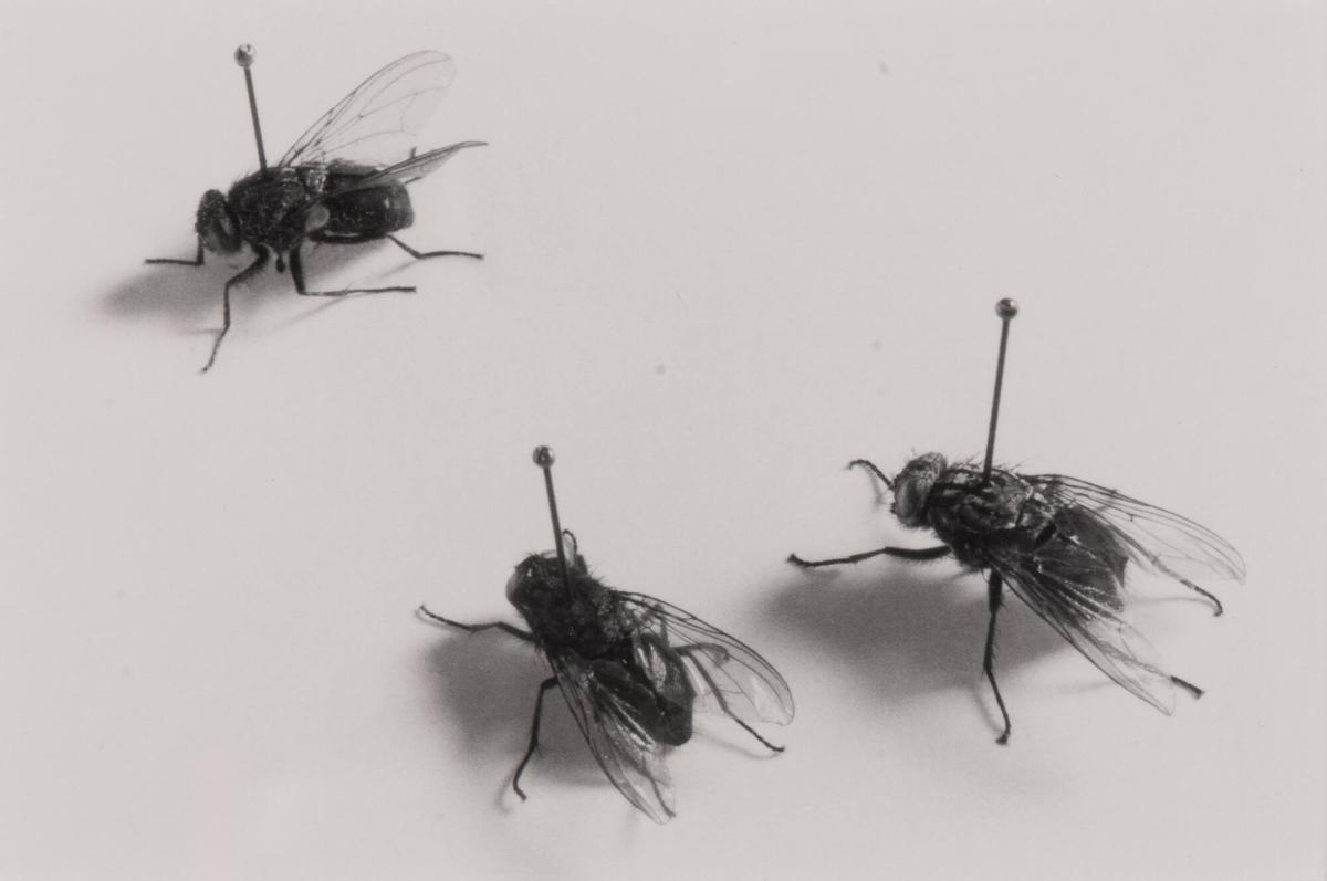 1976. Ur serien 135-36