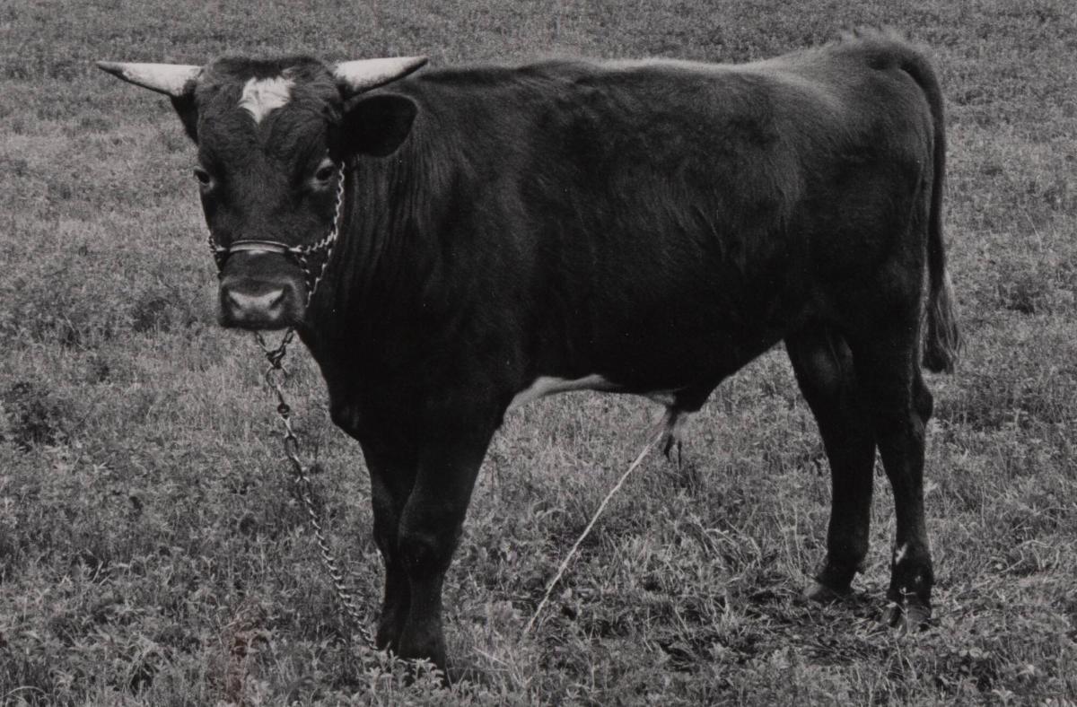 1974. Ur serien 135-36