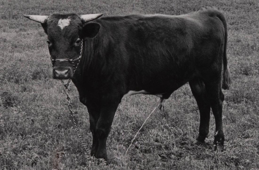 1974. Ur serien 135-36