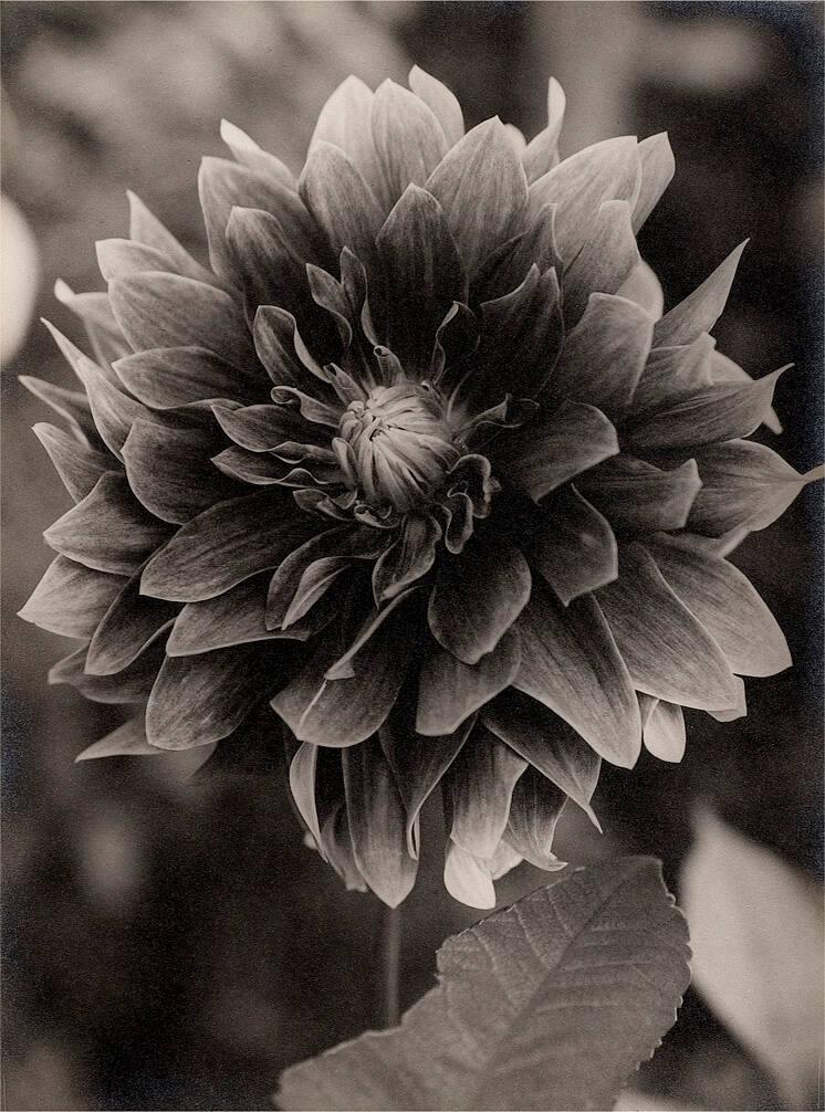 Dahlia variabilis / Dahlie