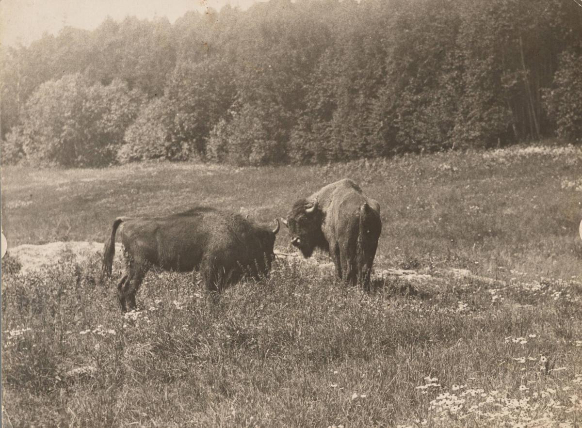 European buffalo of Skansen