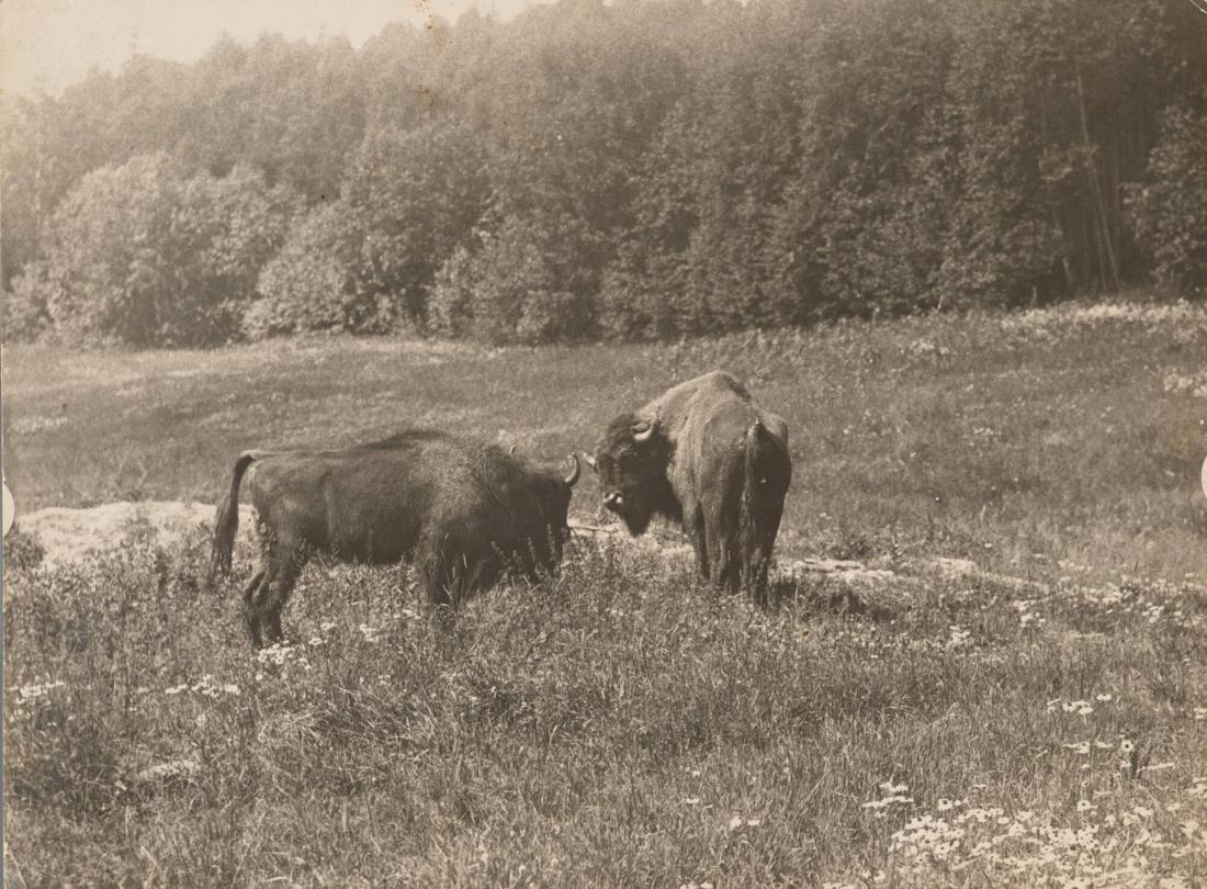 European buffalo of Skansen