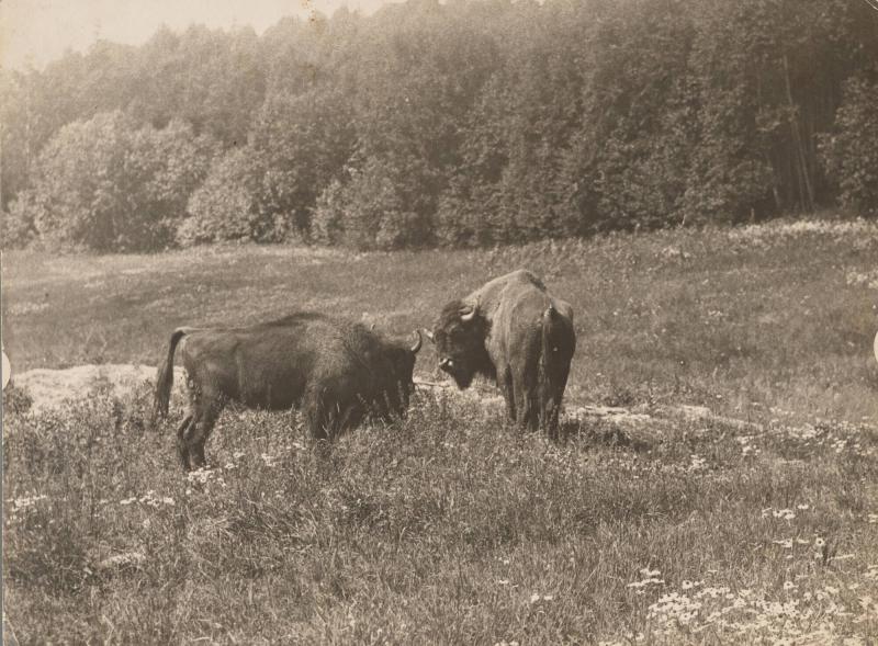 European buffalo of Skansen