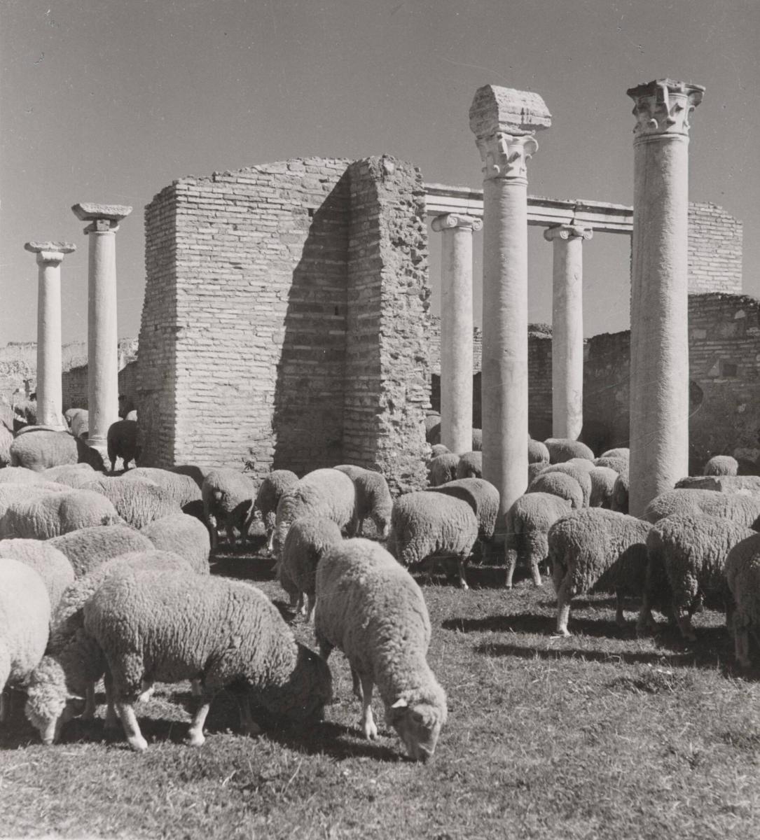 Betande får, Oslia, maj, 1949