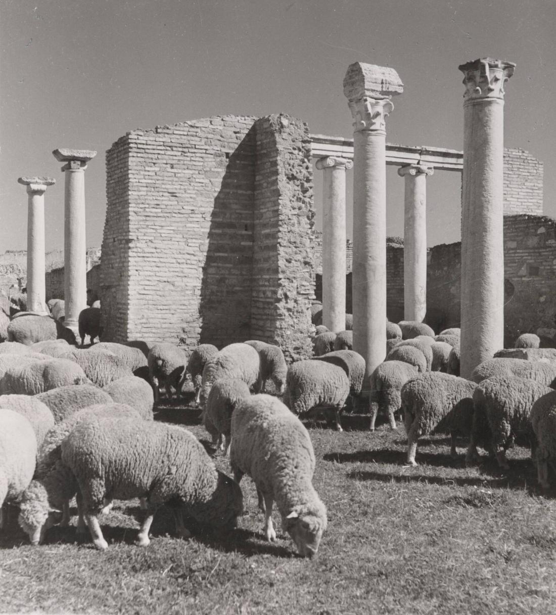 Betande får, Oslia, maj, 1949