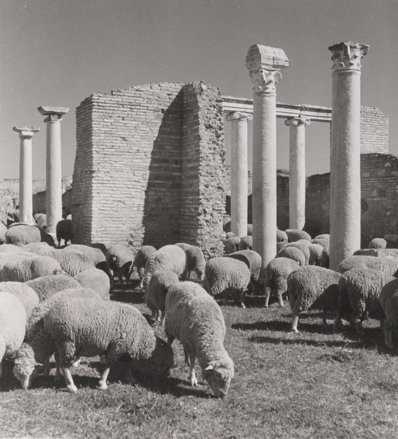 Betande får, Oslia, maj, 1949