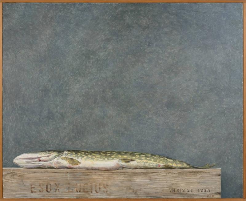 Esox Lucius (Gädda)