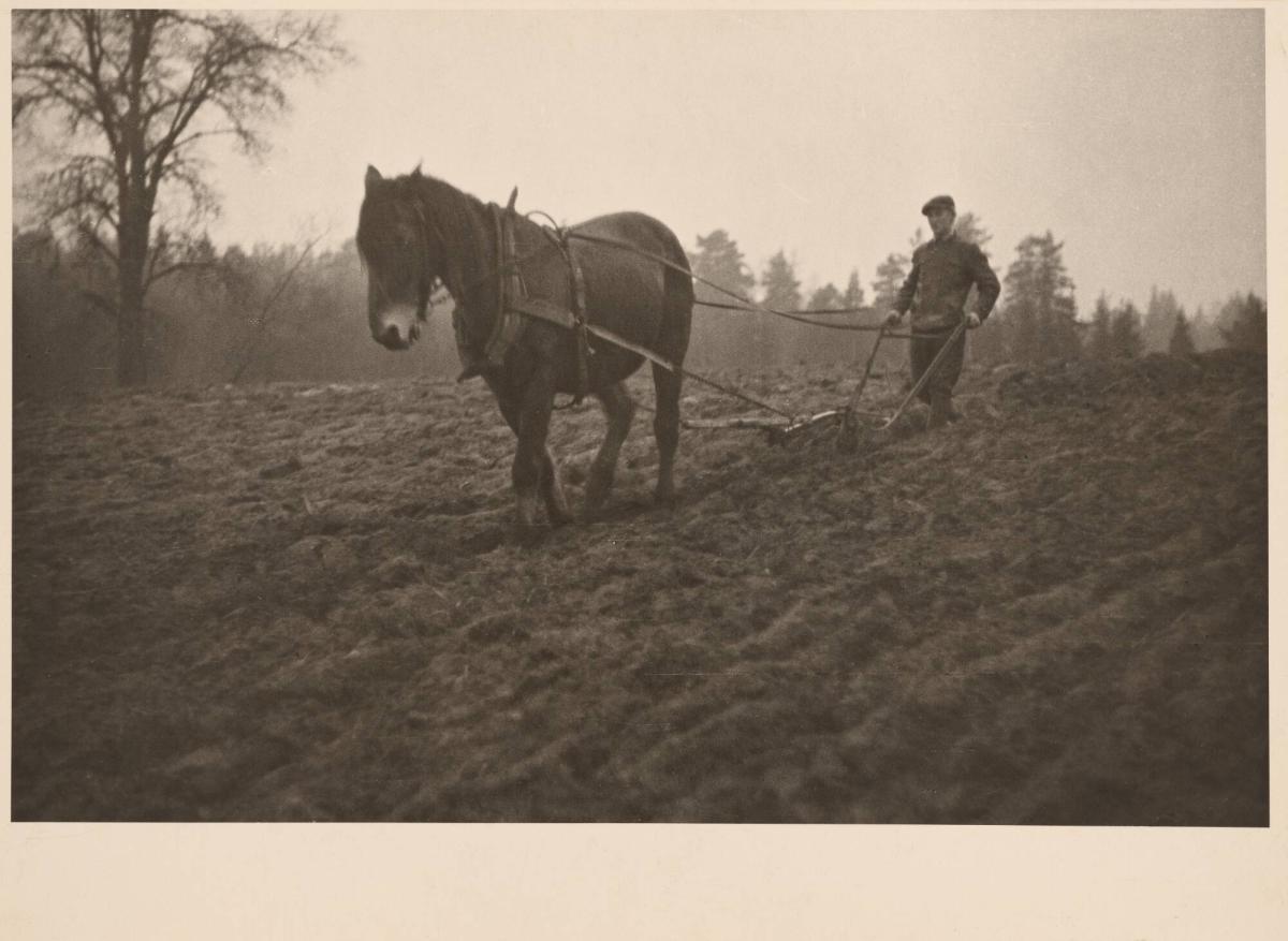 Höstplöjning. Tenntorp. Erstavik, Södertörn