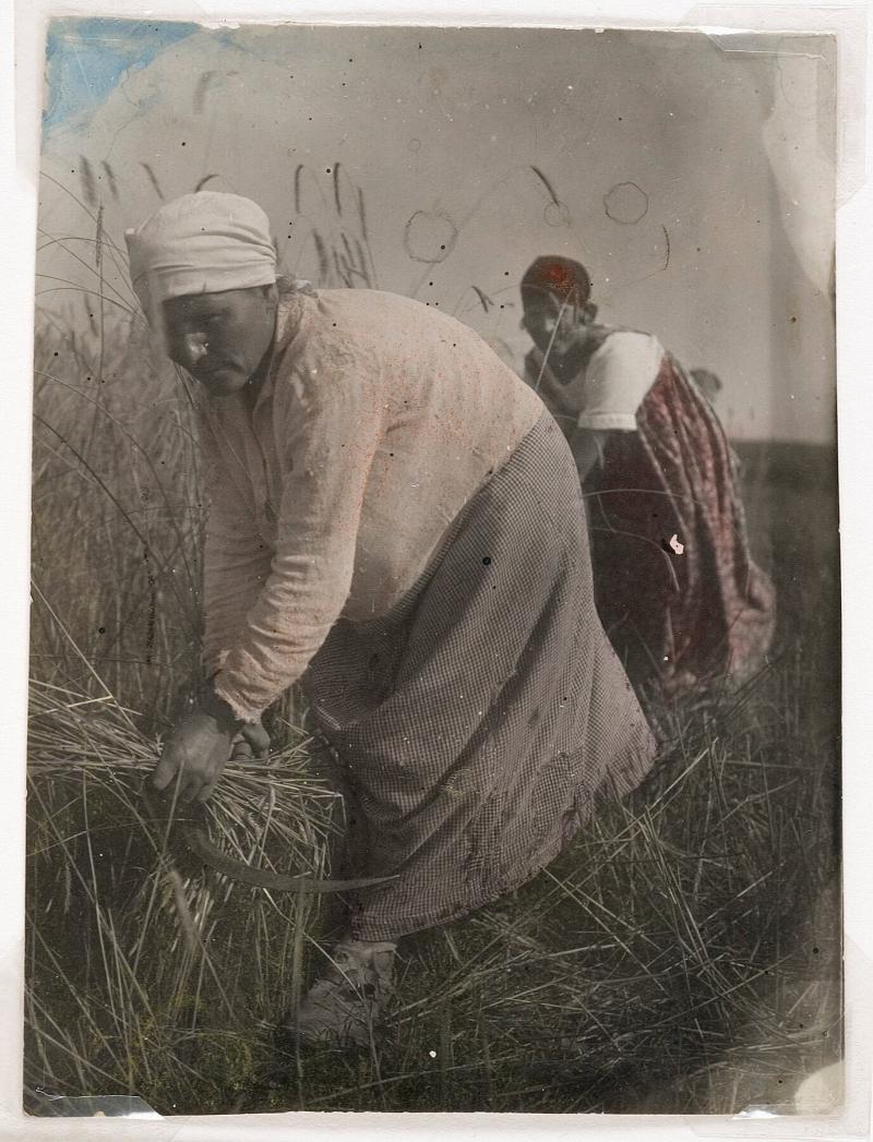 Women Harvesting Corn