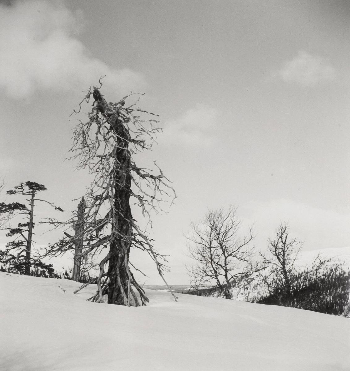 Gammal gran på Vemdalsskalet, Härjedalen