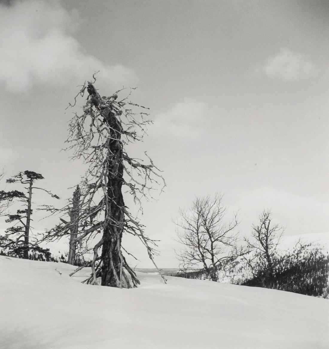 Gammal gran på Vemdalsskalet, Härjedalen