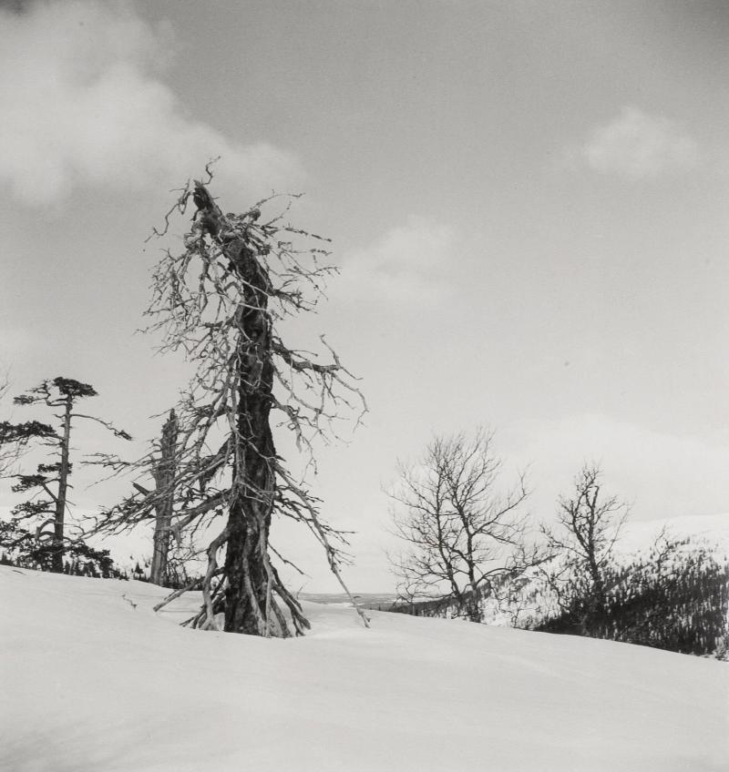 Gammal gran på Vemdalsskalet, Härjedalen