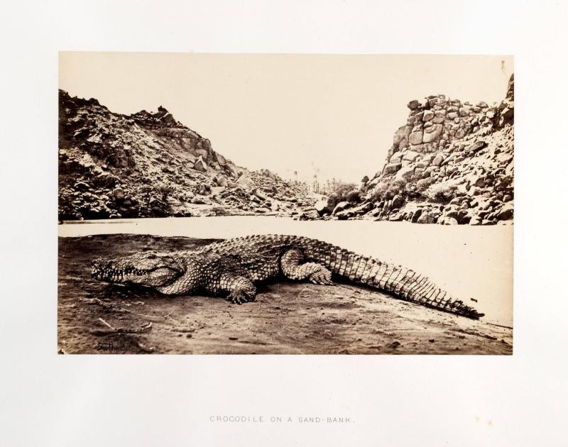 Crocodile on an sand-bank. Ur boken Egypt, Sinai and Palestine. Album 8